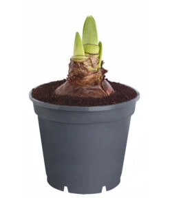 Amaryllis - Hippeastrum 'Superzwiebel' 10 Amaryllis - Hippeastrum 'Superzwiebel' -Pflanzenglück Geschäft 8201618 PR FS 001 HippeastrumAmaryllisSuperzwiebelT17OhneBlueteDehnerExpressZS
