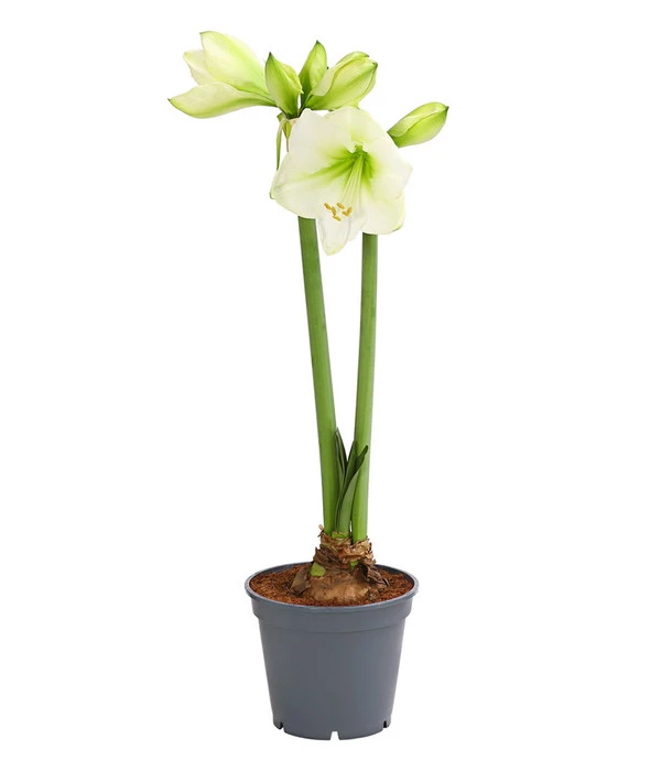 Amaryllis - Hippeastrum 'Superzwiebel' 4 Amaryllis - Hippeastrum 'Superzwiebel' – Bild 2