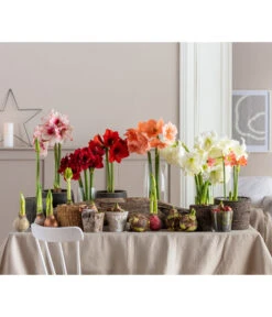 Amaryllis - Hippeastrum 'Superzwiebel' 11 Amaryllis - Hippeastrum 'Superzwiebel' -Pflanzenglück Geschäft 8201618 WE MO 001 Amaryllis BestOfAmaryllis