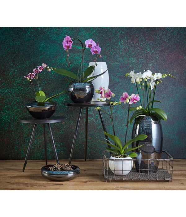 Schmetterlingsorchidee - Phalaenopsis Cultivars 'Umbrella', Verschiedene Sorten 13 Schmetterlingsorchidee - Phalaenopsis Cultivars 'Umbrella', Verschiedene Sorten – Bild 11