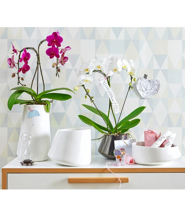Schmetterlingsorchidee - Phalaenopsis Cultivars 'Umbrella', Verschiedene Sorten 10 Schmetterlingsorchidee - Phalaenopsis Cultivars 'Umbrella', Verschiedene Sorten – Bild 8