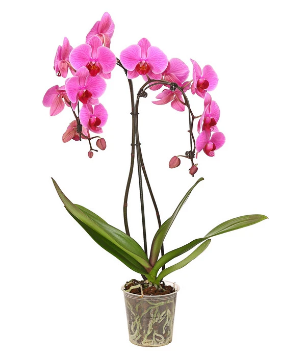 Schmetterlingsorchidee - Phalaenopsis Cultivars 'Umbrella', Verschiedene Sorten 4 Schmetterlingsorchidee - Phalaenopsis Cultivars 'Umbrella', Verschiedene Sorten – Bild 2