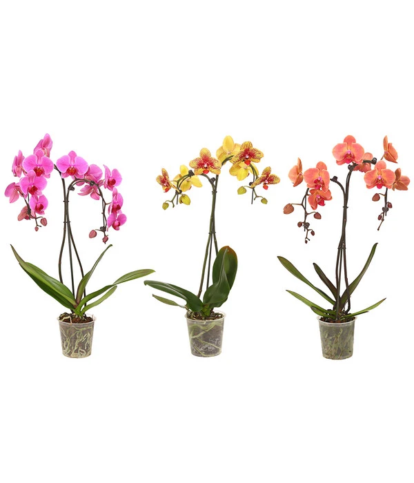 Schmetterlingsorchidee - Phalaenopsis Cultivars 'Umbrella', Verschiedene Sorten 3 Schmetterlingsorchidee - Phalaenopsis Cultivars 'Umbrella', Verschiedene Sorten