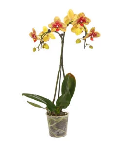 Schmetterlingsorchidee - Phalaenopsis Cultivars 'Umbrella', Verschiedene Sorten 18 Schmetterlingsorchidee - Phalaenopsis Cultivars 'Umbrella', Verschiedene Sorten -Pflanzenglück Geschäft 8203242 WE FS 002 SchmetterlingsorchideePhalaenopsisUmbrellaT12DehnerExpressHerzig