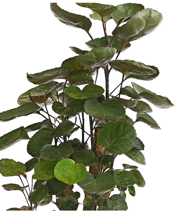 Glänzende Fiederaralie - Polyscias Scutellaria 'Fabian' 4 Glänzende Fiederaralie - Polyscias Scutellaria 'Fabian' – Bild 2