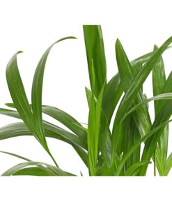 Goldfruchtpalme - Dypsis Lutescens 15 Goldfruchtpalme - Dypsis Lutescens -Pflanzenglück Geschäft 8203572 WE DE 001 GoldfruchtpalmeChrysalidocarpusArecaT9DehnerExpressHerzig