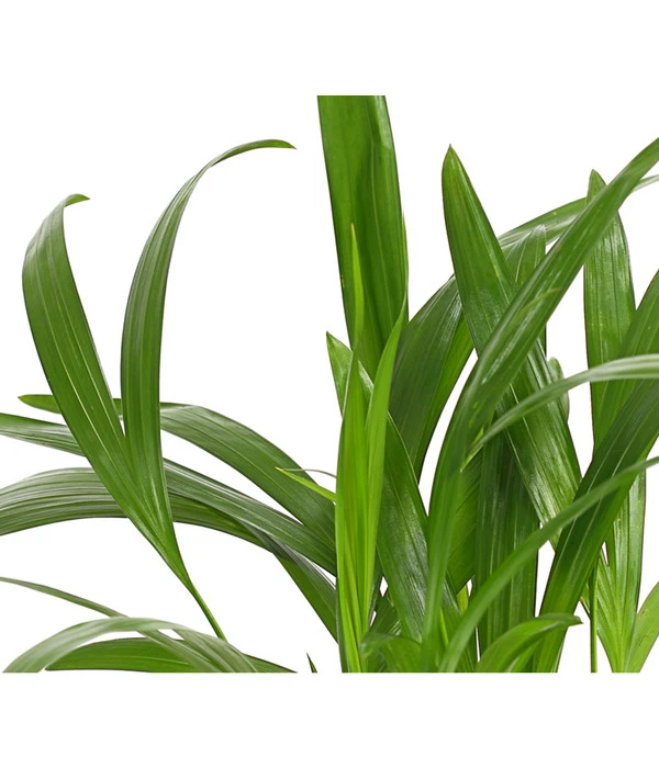 Goldfruchtpalme - Dypsis Lutescens 9 Goldfruchtpalme - Dypsis Lutescens – Bild 7