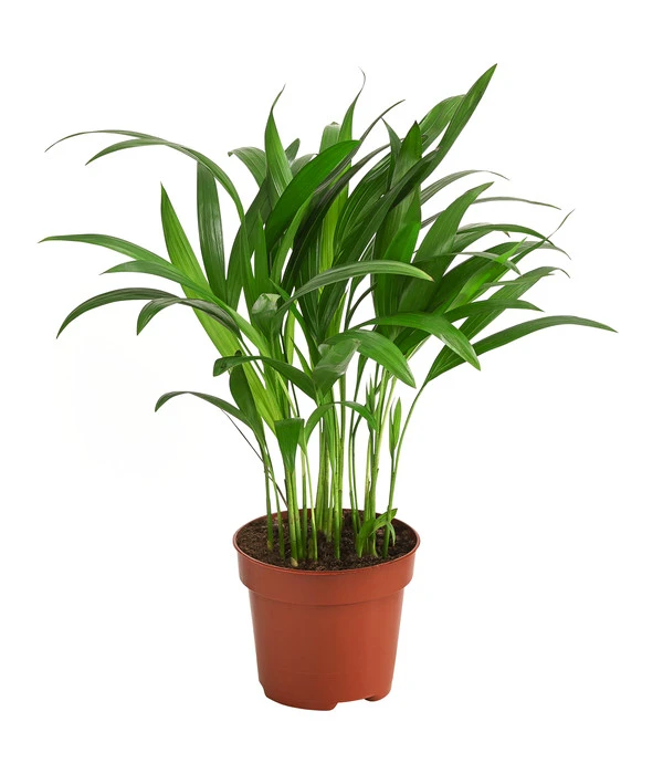 Goldfruchtpalme - Dypsis Lutescens 3 Goldfruchtpalme - Dypsis Lutescens