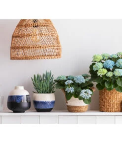 Greiskraut - Senecio Talinoides 'Aquarine Mount Everest®' 8 Greiskraut - Senecio Talinoides 'Aquarine Mount Everest®' -Pflanzenglück Geschäft 8203994 668948 6689855 WE MO 001 HortensieMagicalTopfMaritim