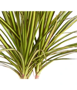 Drachenbaum - Dracaena Marginata 'Sunray' 9 Drachenbaum - Dracaena Marginata 'Sunray' -Pflanzenglück Geschäft 8204562 PR DE 001 DracaenaSunrayDehnerZS