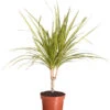 Drachenbaum - Dracaena Marginata 'Sunray' 2 Drachenbaum - Dracaena Marginata 'Sunray' -Pflanzenglück Geschäft 8204562 PR FS 001 DracaenaSunrayDrachenbaumDehnerExpressZS