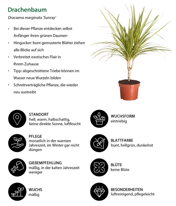 Drachenbaum - Dracaena Marginata 'Sunray' 5 Drachenbaum - Dracaena Marginata 'Sunray' – Bild 3