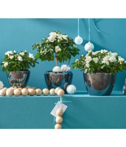 Zimmerazalee - Rhododendron Simsii, Stämmchen 23 Zimmerazalee - Rhododendron Simsii, Stämmchen -Pflanzenglück Geschäft 8205148 8205171 8205379 82005148 PR MO 020 AzaleenAzaleaT12UveSauer