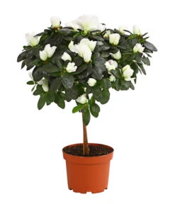 Zimmerazalee - Rhododendron Simsii, Stämmchen 15 Zimmerazalee - Rhododendron Simsii, Stämmchen -Pflanzenglück Geschäft 8205171 PR FS 003 AzaleeAzaleaStammT13DehnerExpressHerzig