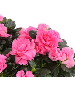 Zimmerazalee - Rhododendron Simsii, Stämmchen 18 Zimmerazalee - Rhododendron Simsii, Stämmchen -Pflanzenglück Geschäft 8205171 WE DE 001 AzaleeAzaleaStammT13DehnerExpressHerzig