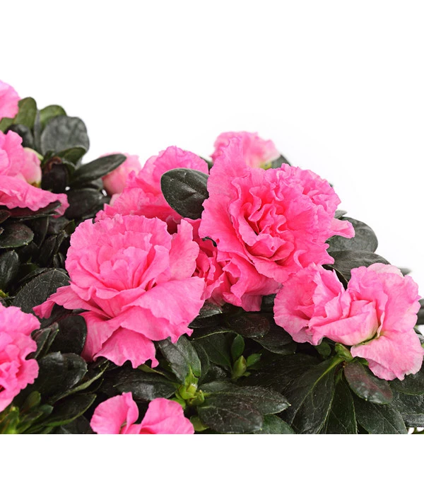 Zimmerazalee - Rhododendron Simsii, Stämmchen 8 Zimmerazalee - Rhododendron Simsii, Stämmchen – Bild 6