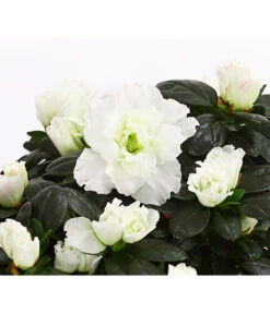 Zimmerazalee - Rhododendron Simsii, Stämmchen 20 Zimmerazalee - Rhododendron Simsii, Stämmchen -Pflanzenglück Geschäft 8205171 WE DE 003 AzaleeAzaleaStammT13DehnerExpressHerzig