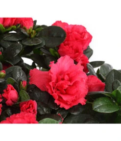 Zimmerazalee - Rhododendron Simsii, Stämmchen 21 Zimmerazalee - Rhododendron Simsii, Stämmchen -Pflanzenglück Geschäft 8205171 WE DE 004 AzaleeAzaleaStammT13DehnerExpressHerzig