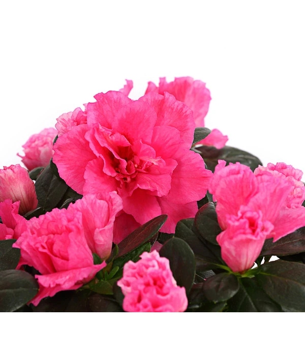 Zimmerazalee - Rhododendron Simsii, Stämmchen 12 Zimmerazalee - Rhododendron Simsii, Stämmchen – Bild 10