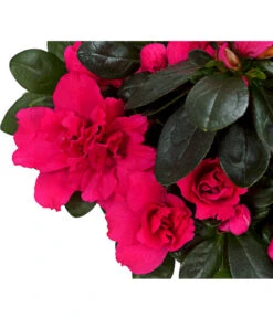 Zimmerazalee - Rhododendron Simsii, Stämmchen 19 Zimmerazalee - Rhododendron Simsii, Stämmchen -Pflanzenglück Geschäft 8205171 WE DE 02 AzaleeAzaleaStammT13DehnerExpressHerzig