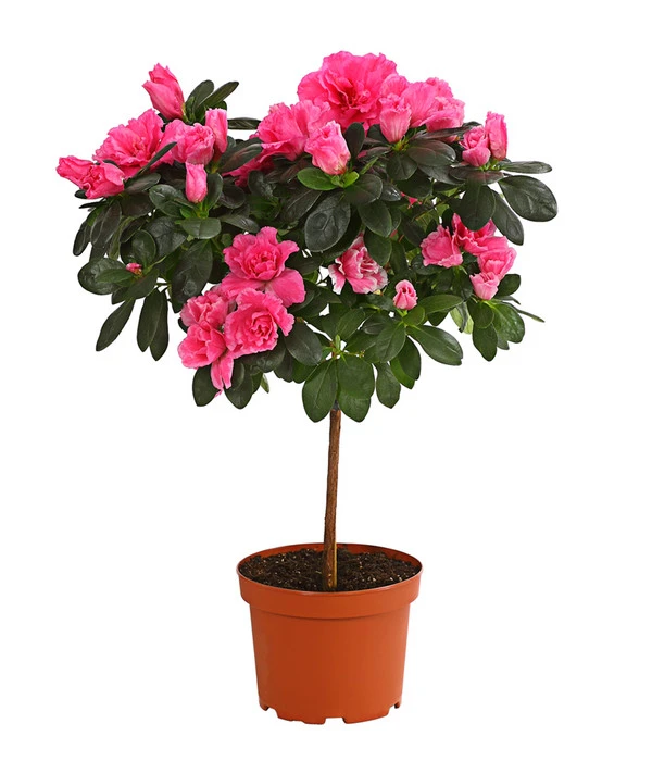 Zimmerazalee - Rhododendron Simsii, Stämmchen 3 Zimmerazalee - Rhododendron Simsii, Stämmchen