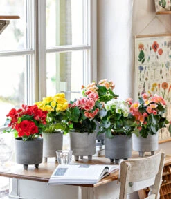 Elatior-Begonie - Begonia Elatior 7 Elatior-Begonie - Begonia Elatior -Pflanzenglück Geschäft 8208357 WE MO 001 EliatorBegonie