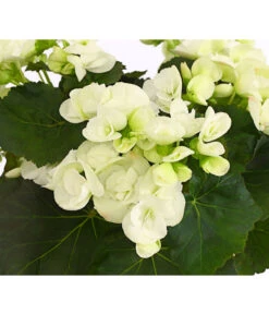 Elatior-Begonie - Begonia Elatior 9 Elatior-Begonie - Begonia Elatior -Pflanzenglück Geschäft 8208399 PR DE 001 BegonieElatiorBegoniaWeissT13DehnerExpressHerzig