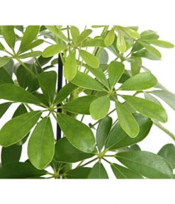 Strahlenaralie - Schefflera Arboricola 'Nora' -Pflanzenglück Geschäft 8209355 WE DE 001 ScheffleraNoraT13DehnerExpressHerzig