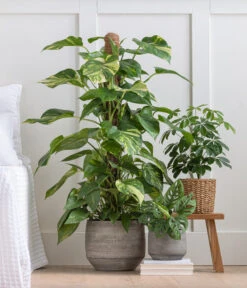 Strahlenaralie - Schefflera Arboricola 'Nora' -Pflanzenglück Geschäft 8209355 WE MO 001 StrahlenaralieNora