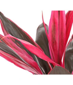 Keulenlilie - Cordyline Cultivars, Verschiedene Sorten 17 Keulenlilie - Cordyline Cultivars, Verschiedene Sorten -Pflanzenglück Geschäft 8212508 PR DE 004 KeulenlinieCordylineCultivarsT13DehnerHerzig