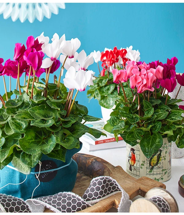 Alpenveilchen-Duo 4 Alpenveilchen-Duo – Bild 2