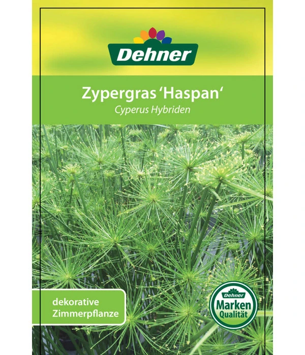 Zypergras - Cyperus Haspan 7 Zypergras - Cyperus Haspan – Bild 5