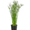 Zypergras - Cyperus Haspan -Pflanzenglück Geschäft 8218265 PR FS 001 CyperusHaspanT12DehnerExpressHerzig