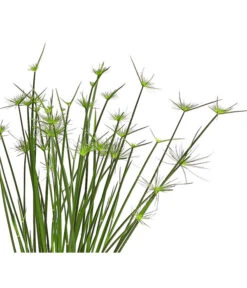 Zypergras - Cyperus Haspan 10 Zypergras - Cyperus Haspan -Pflanzenglück Geschäft 8218265 WE DE 001 ZyperngrasCyperusHaspanT12DehnerExpressHerzig