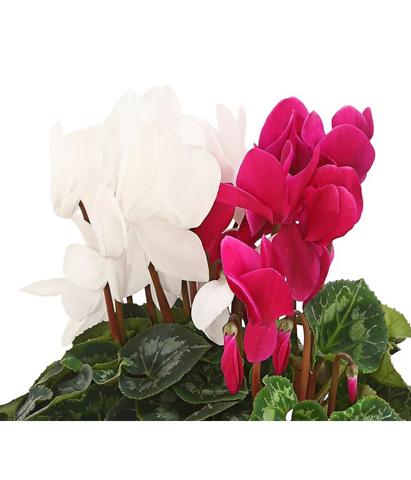 Alpenveilchen-Duo 5 Alpenveilchen-Duo – Bild 3