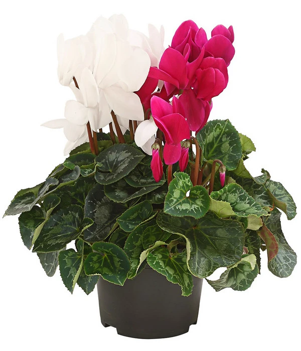 Alpenveilchen-Duo 3 Alpenveilchen-Duo