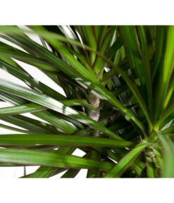 Drachenbaum - Dracaena Marginata, Verzweigt 7 Drachenbaum - Dracaena Marginata, Verzweigt -Pflanzenglück Geschäft 8221335 8221749 WE DE 002 DracaenaMarginataDrachenbaumDehnerEvaWunderlich
