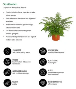 Streifenfarn - Asplenium Dimorphum 'Parvati' -Pflanzenglück Geschäft 8224198 WE IG 001 AspleniumParvatiT12DehnerExpressHerzig