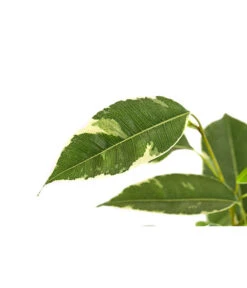 Birkenfeige - Ficus Benjamina 'Twilight' 7 Birkenfeige - Ficus Benjamina 'Twilight' -Pflanzenglück Geschäft 8227225 PR DE 001 FicusBenjaminiTwilightT17DehnerExpressHerzig