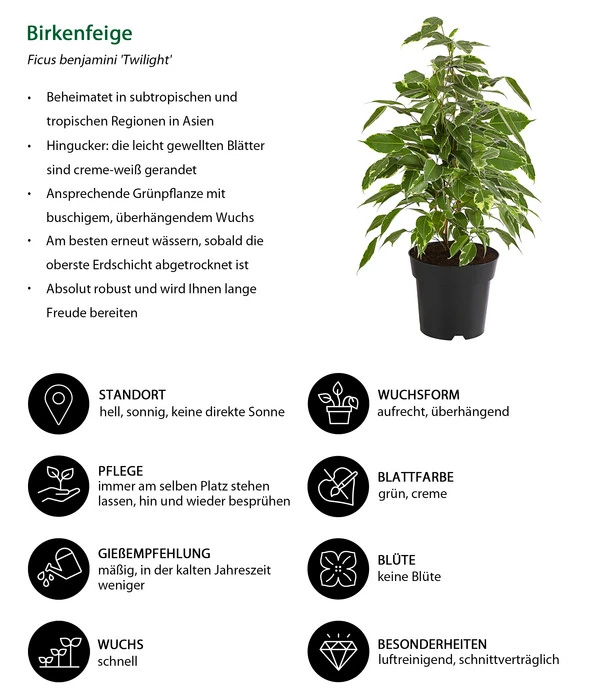 Birkenfeige - Ficus Benjamina 'Twilight' 4 Birkenfeige - Ficus Benjamina 'Twilight' – Bild 2