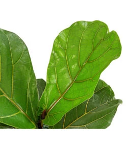 Geigenfeige - Ficus Lyrata 9 Geigenfeige - Ficus Lyrata -Pflanzenglück Geschäft 8227571 PR DE 001 FicusLyrataGeigenfeigeT17DehnerExpressHerzig