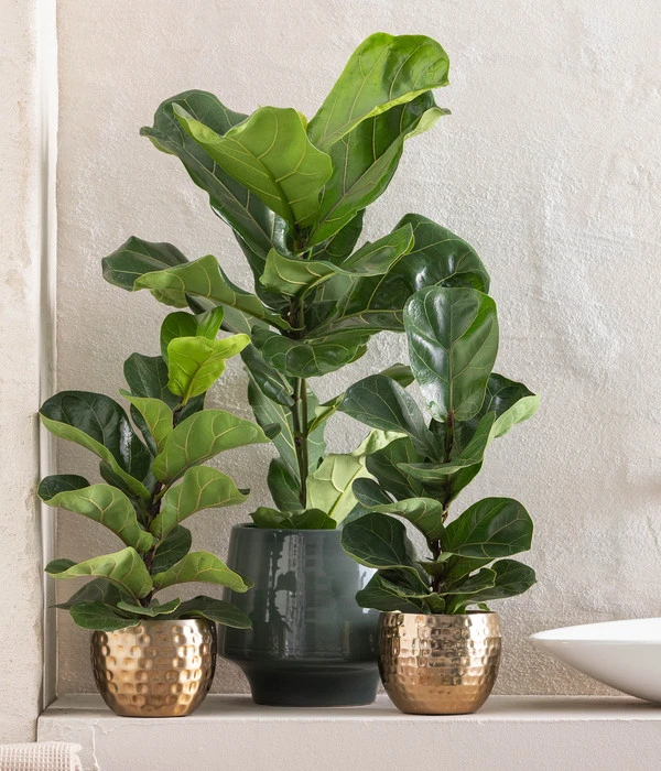 Geigenfeige - Ficus Lyrata 4 Geigenfeige - Ficus Lyrata – Bild 2