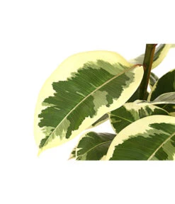 Gummibaum - Ficus Elastica, Verschiedene Sorten 10 Gummibaum - Ficus Elastica, Verschiedene Sorten -Pflanzenglück Geschäft 8228603 PR DE 001 FicusElastica3erTuffT27panaschiertDehnerExpressHerzig