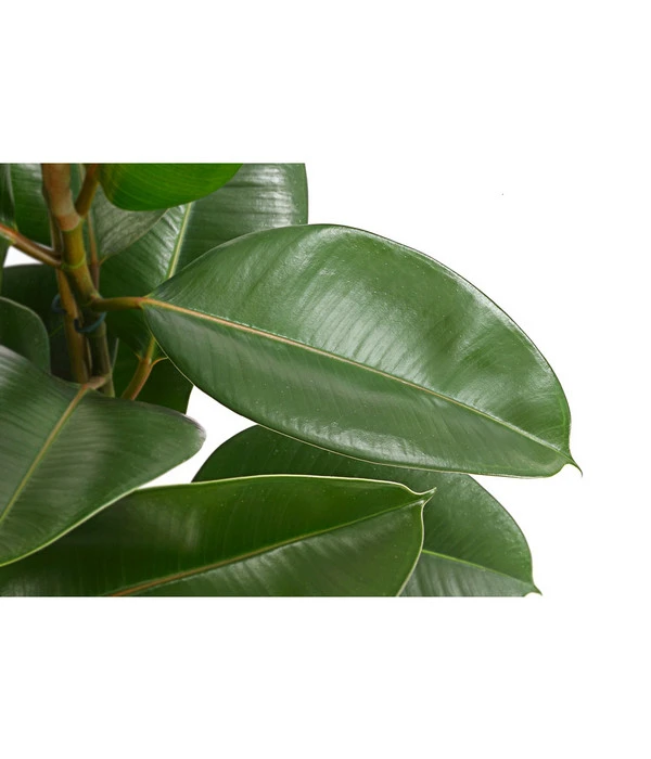 Gummibaum - Ficus Elastica, Verschiedene Sorten 7 Gummibaum - Ficus Elastica, Verschiedene Sorten – Bild 5
