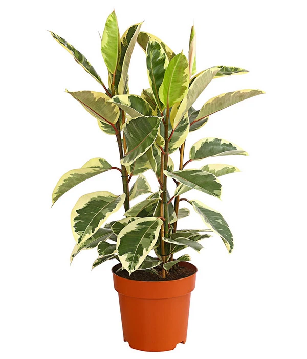 Gummibaum - Ficus Elastica, Verschiedene Sorten 5 Gummibaum - Ficus Elastica, Verschiedene Sorten – Bild 3