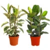 Gummibaum - Ficus Elastica, Verschiedene Sorten 2 Gummibaum - Ficus Elastica, Verschiedene Sorten -Pflanzenglück Geschäft 8228603 PR FS 001 FicusElasticaMix3erTuffT27