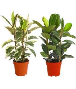 Gummibaum - Ficus Elastica, Verschiedene Sorten