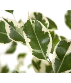 Birkenfeige - Ficus Benjamina 'Forever', Verschiedene Sorten 12 Birkenfeige - Ficus Benjamina 'Forever', Verschiedene Sorten -Pflanzenglück Geschäft 8229106 BildD 002 BirkenfeigeFicusForeverMixFicusForeverMix120