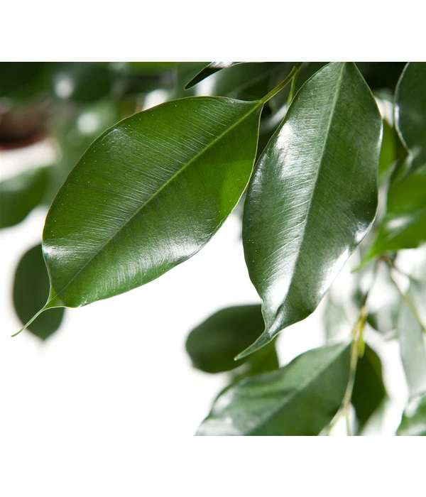 Birkenfeige - Ficus Benjamina 'Forever', Verschiedene Sorten 8 Birkenfeige - Ficus Benjamina 'Forever', Verschiedene Sorten – Bild 6