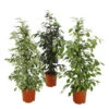 Birkenfeige - Ficus Benjamina 'Forever', Verschiedene Sorten -Pflanzenglück Geschäft 8229106 WE FS 002 FicusForeverMix